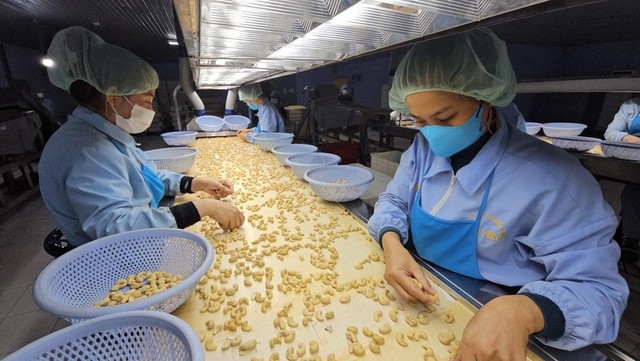 Loại hạt được đánh giá "tốt bậc nhất thế giới", Việt Nam xuất khẩu số 1 toàn cầu suốt nhiều năm - Ảnh 3.