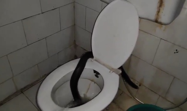 Vừa vào phòng tắm, bác sĩ la hét khi thấy cảnh đáng sợ - Ảnh 1.