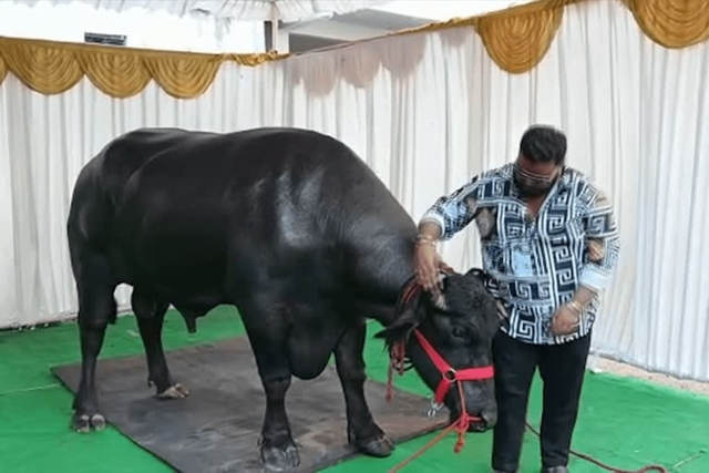 Anh nông dân có con trâu "khủng", đại gia vác 4,5 tỷ đồng trả tại chỗ - Ảnh 3.