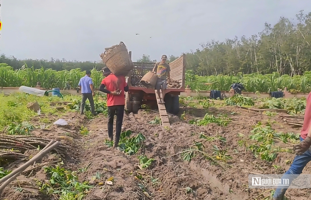 Giá sắn lao dốc, nông dân “càng làm càng lỗ”- Ảnh 2.