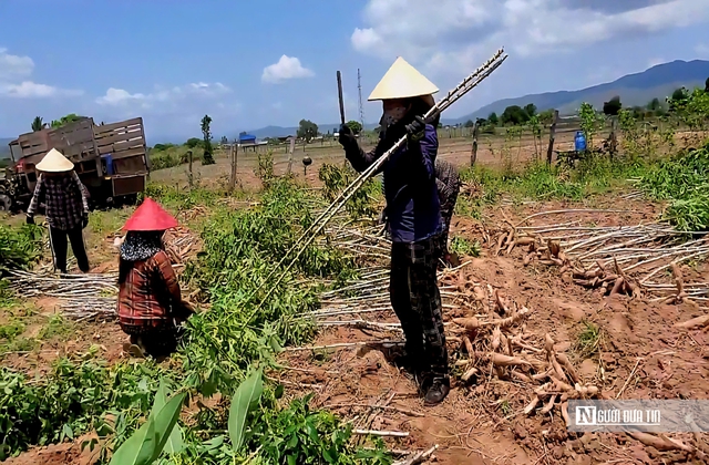 Giá sắn lao dốc, nông dân “càng làm càng lỗ”- Ảnh 3.