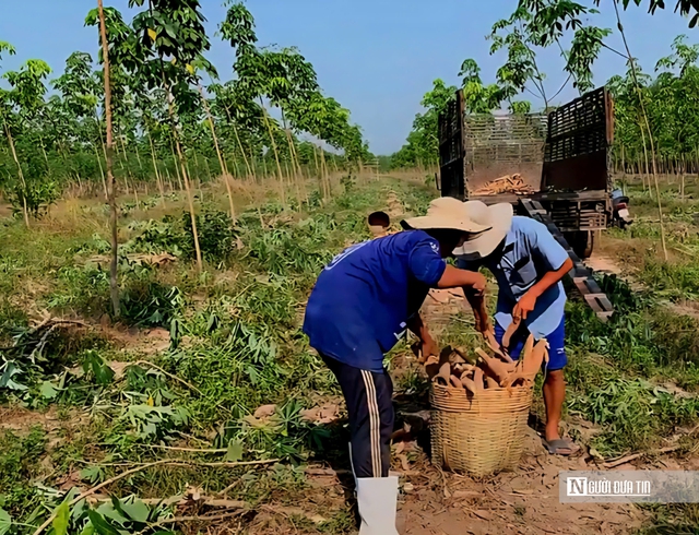 Giá sắn lao dốc, nông dân “càng làm càng lỗ”- Ảnh 4.