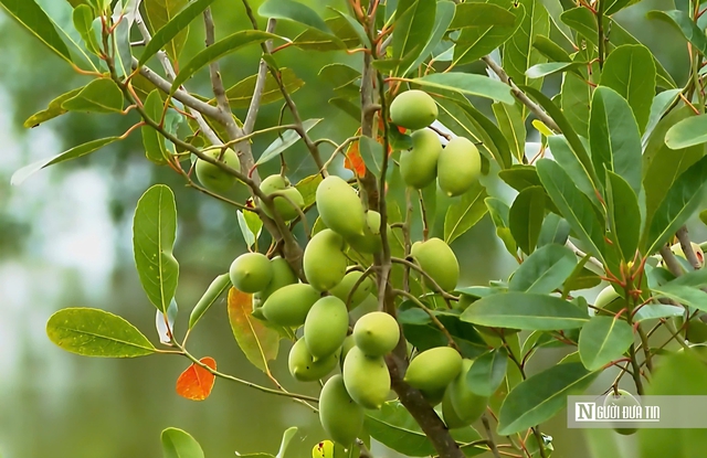 Thứ quả chua chát mùa nước nổi miền Tây, một khi đã nếm khó lòng quên- Ảnh 1. Thứ quả chua chát mùa nước nổi miền Tây, một khi đã nếm khó lòng quên- Ảnh 1.