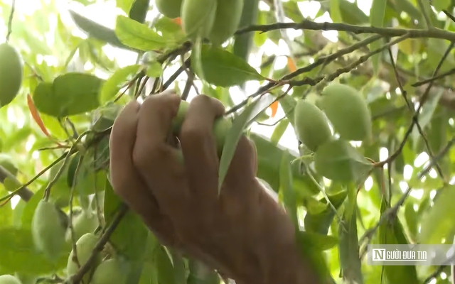 Thứ quả chua chát mùa nước nổi miền Tây, một khi đã nếm khó lòng quên- Ảnh 6. Thứ quả chua chát mùa nước nổi miền Tây, một khi đã nếm khó lòng quên- Ảnh 6.