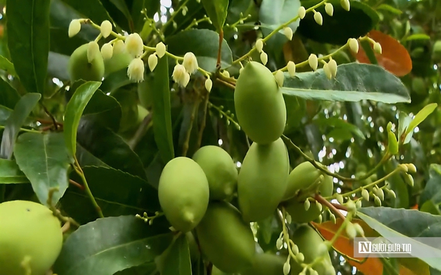 Thứ quả chua chát mùa nước nổi miền Tây, một khi đã nếm khó lòng quên- Ảnh 11. Thứ quả chua chát mùa nước nổi miền Tây, một khi đã nếm khó lòng quên- Ảnh 11.