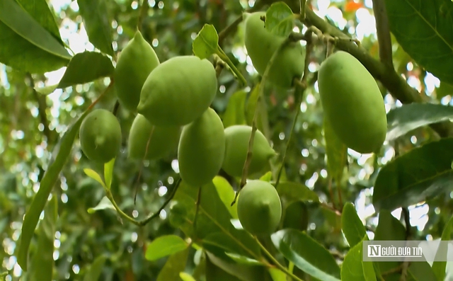 Thứ quả chua chát mùa nước nổi miền Tây, một khi đã nếm khó lòng quên- Ảnh 15. Thứ quả chua chát mùa nước nổi miền Tây, một khi đã nếm khó lòng quên- Ảnh 15.
