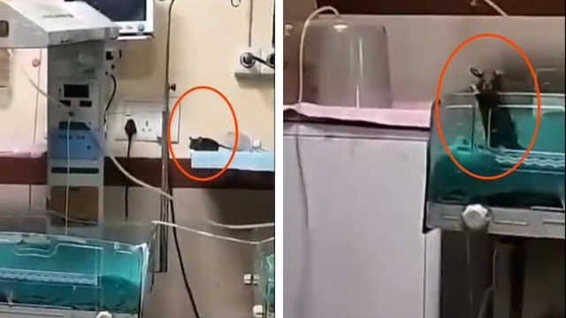 Trẻ sơ sinh bị cắn khắp người, y tá sốc nặng khi biết thủ phạm- Ảnh 1. Trẻ sơ sinh bị cắn khắp người, y tá sốc nặng khi biết thủ phạm- Ảnh 1.