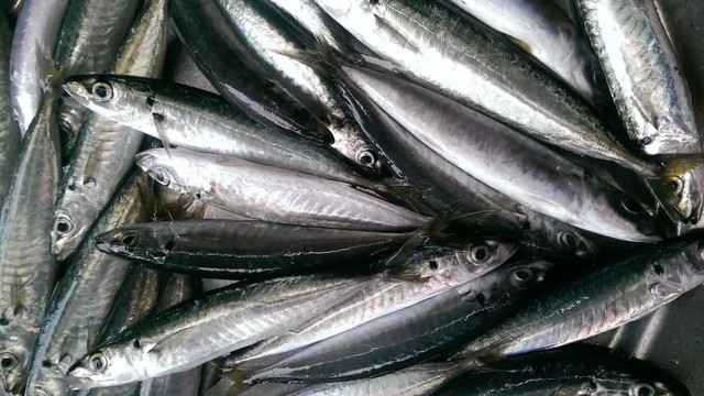 Loại cá "tốt không kém cá hồi", hoá ra là cá quen thuộc rẻ bèo ở Việt Nam- Ảnh 1. Loại cá "tốt không kém cá hồi", hoá ra là cá quen thuộc rẻ bèo ở Việt Nam- Ảnh 1.