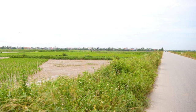 Giao hơn 30ha đất lúa đã chuyển đổi cho Vinhomes Hải Phòng- Ảnh 1. Giao hơn 30ha đất lúa đã chuyển đổi cho Vinhomes Hải Phòng- Ảnh 1.
