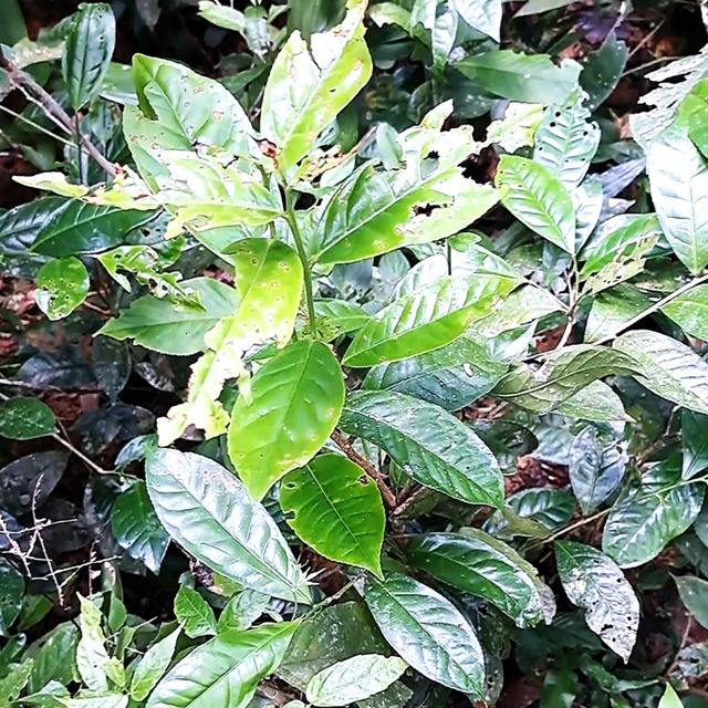 Ảnh: Phát hiện loài chè quý hiếm trên núi cao ở Huế- Ảnh 5. Ảnh: Phát hiện loài chè quý hiếm trên núi cao ở Huế- Ảnh 5.