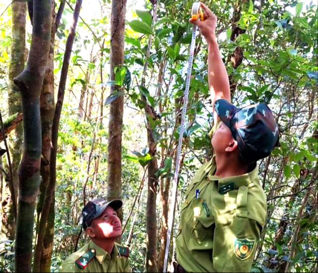 Ảnh: Phát hiện loài chè quý hiếm trên núi cao ở Huế- Ảnh 2. Ảnh: Phát hiện loài chè quý hiếm trên núi cao ở Huế- Ảnh 2.