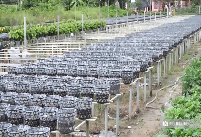 “Thủ phủ hoa kiểng miền Tây” tất bật chăm hoa, đón cơ hội kép dịp cuối năm- Ảnh 2.