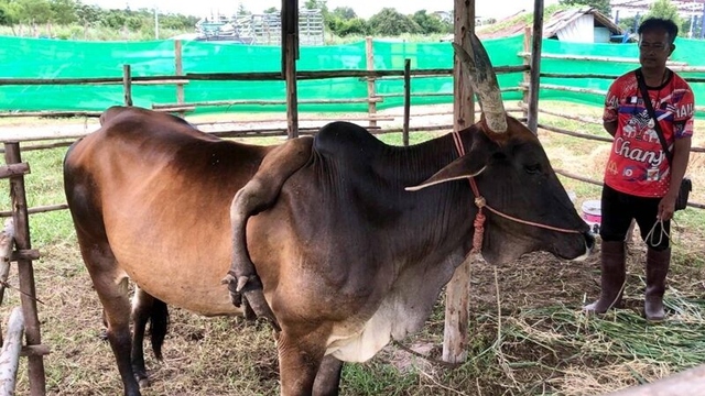 Con bò 5 chân được trả 826 triệu đồng, người đàn ông từ chối bán - Ảnh 2.