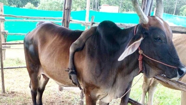 Con bò 5 chân được trả 826 triệu đồng, người đàn ông từ chối bán - Ảnh 1.