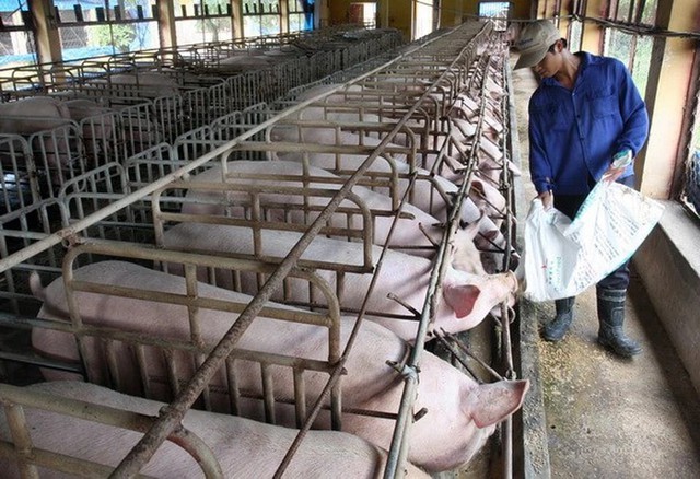 “Tiêu chí vàng” giúp nhà nông nuôi heo thịt thành công - Ảnh 1.