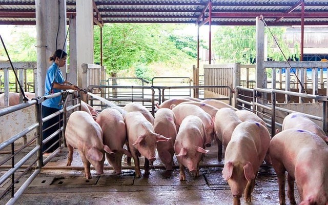 Những giai đoạn nuôi heo thịt cơ bản, muốn thành công nhà nông nhớ “bỏ túi” - Ảnh 1.