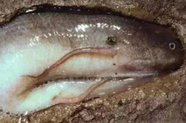 Loài cá duy nhất trên thế giới có thể sống vài năm không cần nước, không ăn vẫn sống khỏe - Ảnh 4.