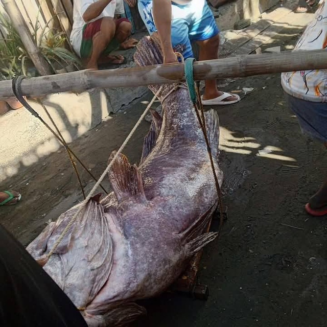 Ngư dân bắt được con cá mú khổng lồ nặng 147kg trên biển - Ảnh 1.