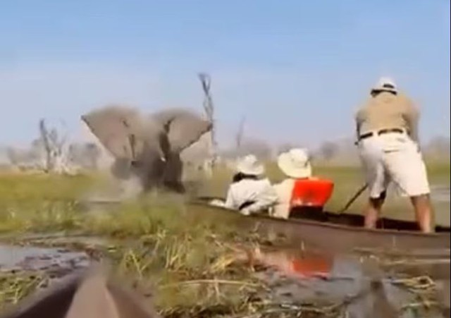 Voi dữ lật úp thuyền, 4 du khách may mắn thoát chết - Ảnh 1.