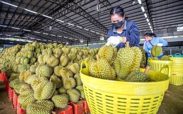Thủ tướng yêu cầu khẩn trương khắc phục các cảnh báo từ EU - Ảnh 1.