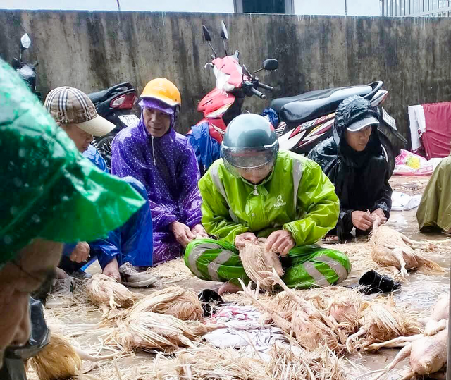 Hàng chục nghìn con gà chết sau bão, nhiều chủ trại ở Nghệ An trắng tay- Ảnh 5.