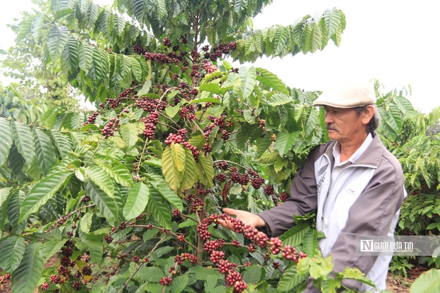 Cà phê giữ vị trí dẫn đầu trong nhóm nông sản xuất khẩu - Ảnh 2.