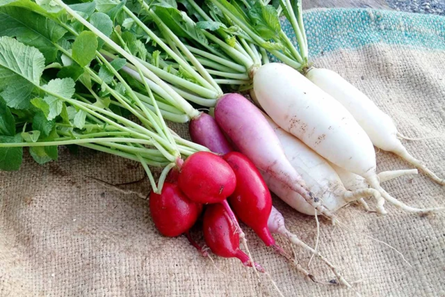Đừng chỉ ăn củ lá loài cây này như "nhân sâm người nghèo", ở quê mọc đầy - Ảnh 2.