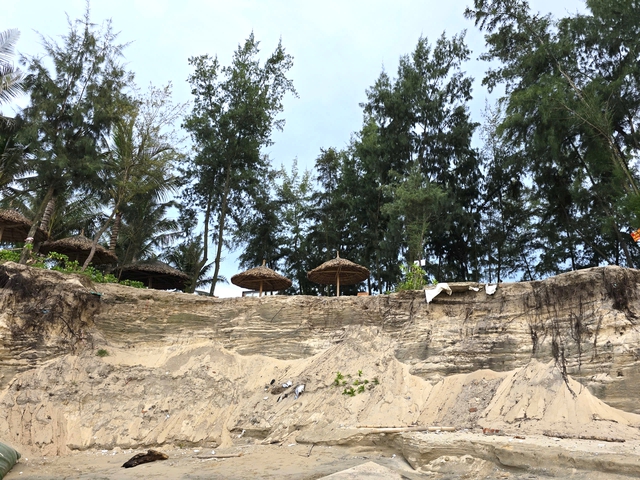 Đà Nẵng: Bờ biển Hội An “thoi thóp” trước mùa mưa bão- Ảnh 3. Đà Nẵng: Bờ biển Hội An “thoi thóp” trước mùa mưa bão- Ảnh 3.