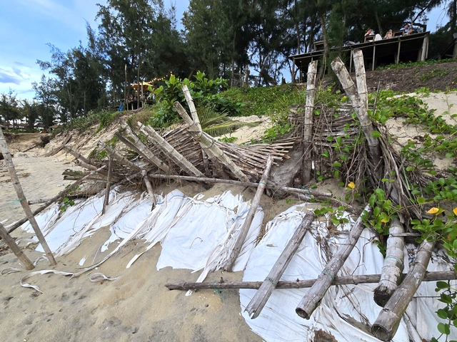Đà Nẵng: Bờ biển Hội An “thoi thóp” trước mùa mưa bão- Ảnh 2. Đà Nẵng: Bờ biển Hội An “thoi thóp” trước mùa mưa bão- Ảnh 2.