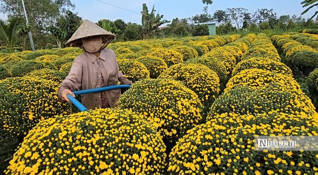 Người trồng hoa Vĩnh Long thấp thỏm m&ugrave;a Tết giữa biến đổi thời tiết- Ảnh 1.