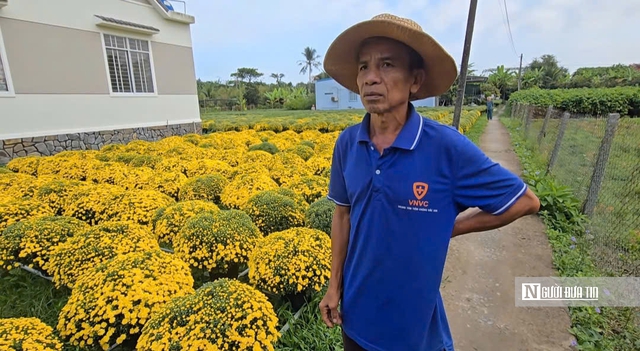 Người trồng hoa Vĩnh Long thấp thỏm m&ugrave;a Tết giữa biến đổi thời tiết- Ảnh 4.