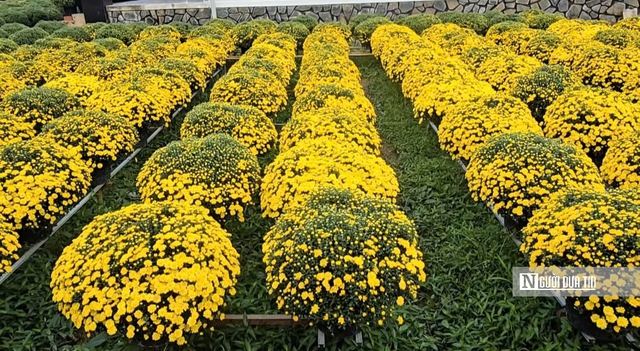 Người trồng hoa Vĩnh Long thấp thỏm m&ugrave;a Tết giữa biến đổi thời tiết- Ảnh 2.