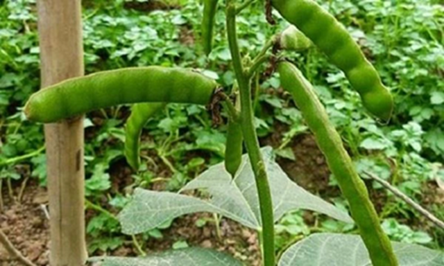 Ăn loại hạt quen thuộc, 6 người n&ocirc;n vật v&atilde; nhập viện cấp cứu, 2 ca nguy kịch - Ảnh 1.