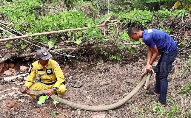 Bắt sống rắn hổ mang ch&uacute;a khổng lồ d&agrave;i 4,9 m&eacute;t, nặng 10kg - Ảnh 2.