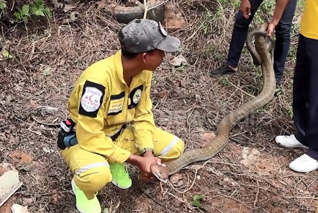 Bắt sống rắn hổ mang ch&uacute;a khổng lồ d&agrave;i 4,9 m&eacute;t, nặng 10kg - Ảnh 1.