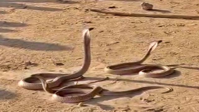 Bị rắn cắn, nam thanh ni&ecirc;n c&oacute; h&agrave;nh động khiến b&aacute;c sĩ sợ h&atilde;i bỏ chạy- Ảnh 1.