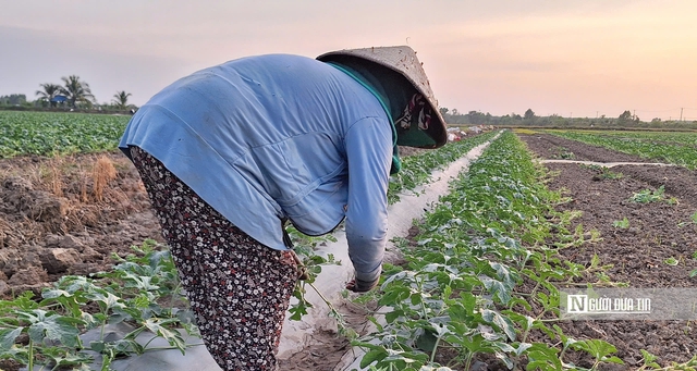 &Aacute;p lực thời tiết v&agrave; hy vọng được m&ugrave;a tr&ecirc;n những c&aacute;nh đồng dưa ở T&acirc;y Ninh- Ảnh 2.