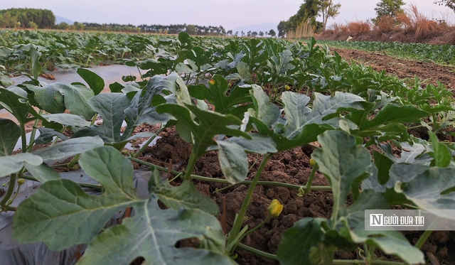 &Aacute;p lực thời tiết v&agrave; hy vọng được m&ugrave;a tr&ecirc;n những c&aacute;nh đồng dưa ở T&acirc;y Ninh- Ảnh 3.