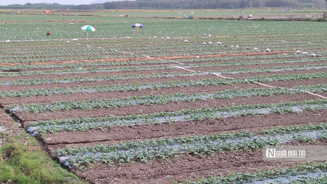 &Aacute;p lực thời tiết v&agrave; hy vọng được m&ugrave;a tr&ecirc;n những c&aacute;nh đồng dưa ở T&acirc;y Ninh- Ảnh 1.