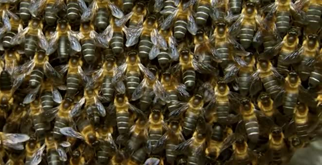 Đang đứng "h&oacute;ng chuyện", người phụ nữ bị con vật quen thuộc tấn c&ocirc;ng nguy kịch d&ugrave; nhảy xuống s&ocirc;ng - Ảnh 1.