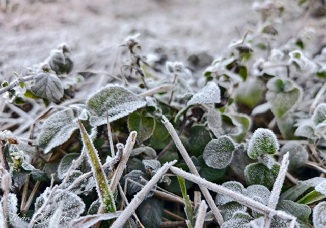 Miền Bắc đ&oacute;n đợt kh&ocirc;ng kh&iacute; lạnh cường độ mạnh, bỏ t&uacute;i ngay 5 "thần dược" giữ ấm cơ thể cực tốt - Ảnh 1.