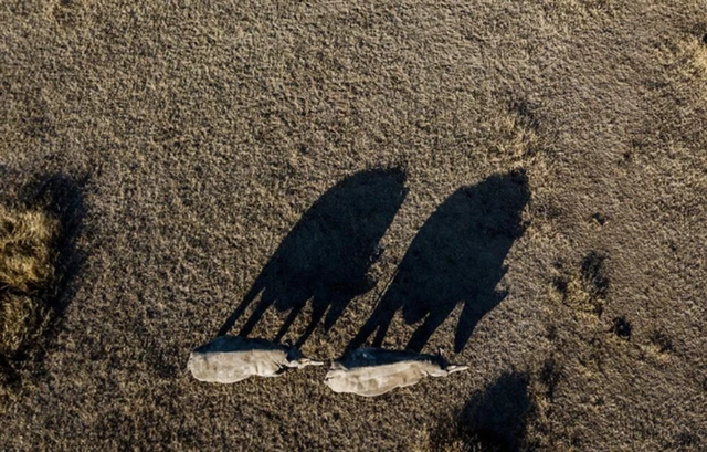 Lo&agrave;i vật qu&yacute; hiếm bậc nhất h&agrave;nh tinh, cả thế giới chỉ c&oacute; 2 c&aacute; thể sống "khổng lồ" - Ảnh 3.