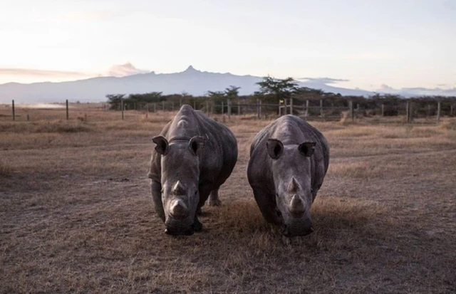 Lo&agrave;i vật qu&yacute; hiếm bậc nhất h&agrave;nh tinh, cả thế giới chỉ c&oacute; 2 c&aacute; thể sống "khổng lồ" - Ảnh 1.