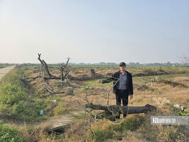 D&acirc;n trồng đ&agrave;o xứ Thanh buồn b&atilde;, thất thần ng&agrave;y cận Tết - Ảnh 6.