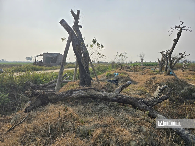 D&acirc;n trồng đ&agrave;o xứ Thanh buồn b&atilde;, thất thần ng&agrave;y cận Tết - Ảnh 7.