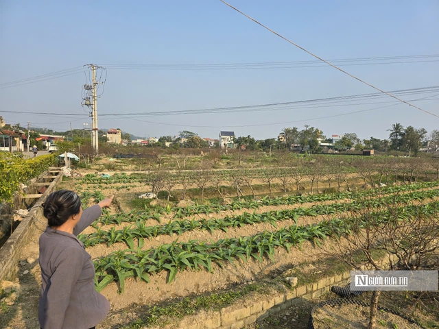 D&acirc;n trồng đ&agrave;o xứ Thanh buồn b&atilde;, thất thần ng&agrave;y cận Tết - Ảnh 8.