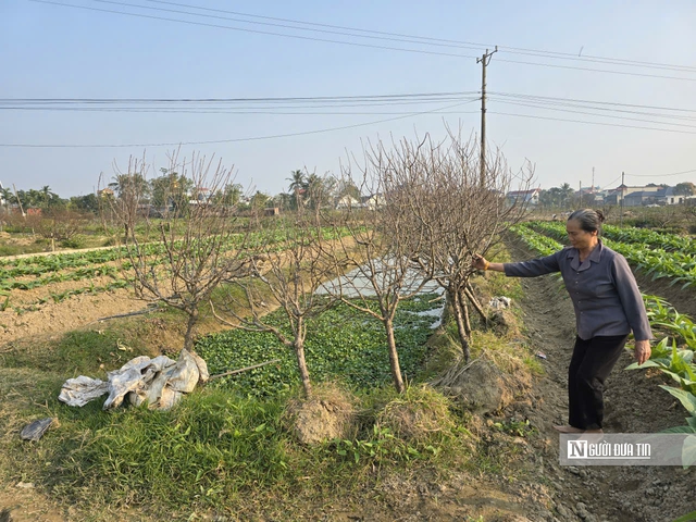 D&acirc;n trồng đ&agrave;o xứ Thanh buồn b&atilde;, thất thần ng&agrave;y cận Tết - Ảnh 9.
