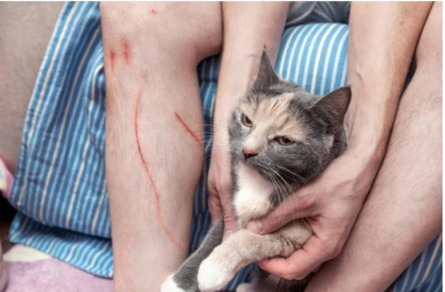 Bị m&egrave;o c&agrave;o, người đ&agrave;n &ocirc;ng 71 tuổi tử vong tử vong trong đau đớn - Ảnh 1.