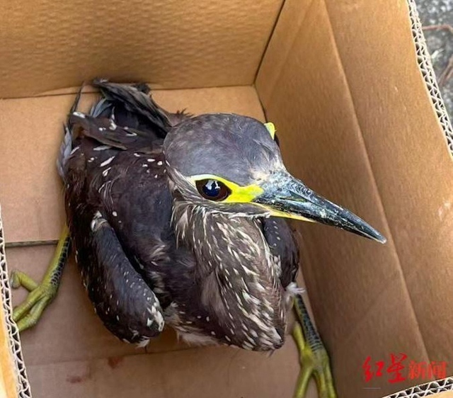 Đi c&acirc;u c&aacute;, người đ&agrave;n &ocirc;ng bắt được con chim "b&iacute; ẩn" - Ảnh 1.