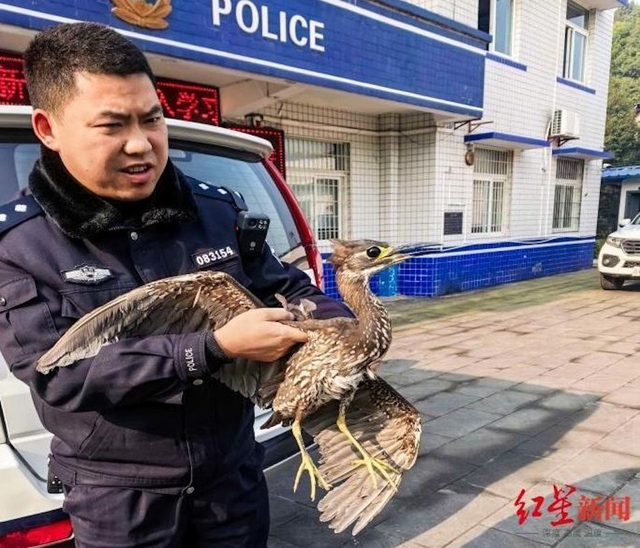 Đi c&acirc;u c&aacute;, người đ&agrave;n &ocirc;ng bắt được con chim "b&iacute; ẩn" - Ảnh 2.